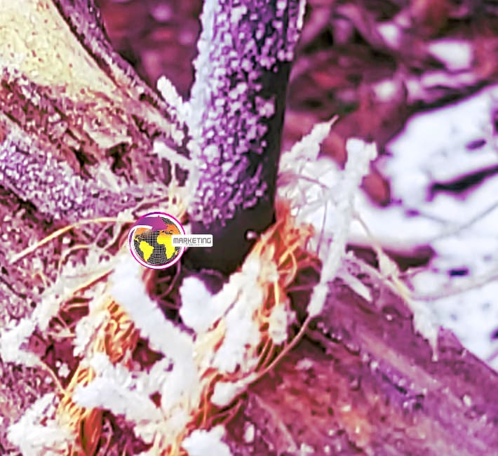 Mercadeo digital se544 formar empresas